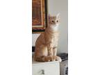 Adopt Tigger a Tan or Fawn Tabby Domestic Shorthair (short coat) cat in Monroe