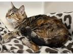 Adopt Paisley a Brown Tabby Domestic Shorthair (short coat) cat in Harrison