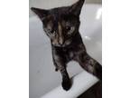 Adopt Fiona a Tortoiseshell Domestic Shorthair (short coat) cat in Woodland