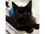 Adopt Wirt a All Black Domestic Mediumhair / Mixed cat in Springfield