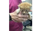 Adopt 52762400 a Orange or Red Domestic Shorthair / Domestic Shorthair / Mixed