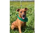 Adopt Peanut a Red/Golden/Orange/Chestnut American Staffordshire Terrier / Mixed