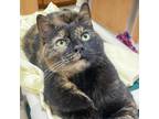 Adopt Hazel a Tortoiseshell Domestic Shorthair / Mixed cat in Newark