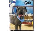 Adopt GABE a Brindle - with White Mixed Breed (Large) / Mixed dog in Flint