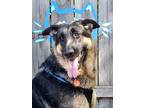 Adopt Pearl a Brown/Chocolate - with Black German Shepherd Dog / Mixed dog in