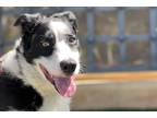 Adopt Rocco a Black - with White Border Collie / Mixed dog in Woodland Hills