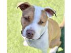 Adopt Richie a White - with Tan, Yellow or Fawn American Staffordshire Terrier /