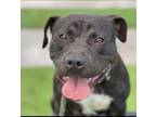 Adopt TKO a Black - with White Pit Bull Terrier / Mixed dog in Los Angeles