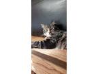 Adopt Ryue a Brown Tabby Calico / Mixed (long coat) cat in McMinnville