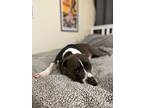 Adopt Rooster a Black - with White American Pit Bull Terrier / Pit Bull Terrier