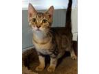 Adopt Pastrami a Tan or Fawn Tabby Domestic Shorthair (short coat) cat in Red