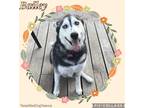 Adopt Bailey a Black - with White Siberian Husky / Mixed dog in Sugar Land
