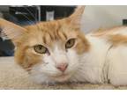 Adopt Task a Orange or Red Tabby Domestic Longhair (long coat) cat in Virginia