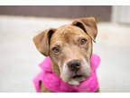 Adopt Emma Stone - IN FOSTER a Red/Golden/Orange/Chestnut Mixed Breed (Large) /