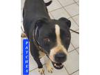 Adopt PATCHES a Black - with White Pit Bull Terrier / Mixed dog in Saint Jo