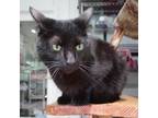 Adopt Oliver Wendell a All Black Domestic Shorthair / Mixed cat in Cumming