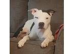 Adopt Tweety a White - with Black Bull Terrier / Mixed dog in Locust Grove