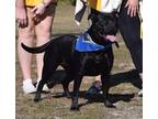 Adopt Freedom a Black American Pit Bull Terrier / Mixed dog in Gulfport