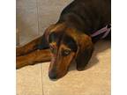 Adopt Rosalina aka Rosie a Black Black and Tan Coonhound / Coonhound / Mixed dog