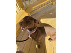 Adopt Rosalynda a Brown/Chocolate Basset Hound / Labrador Retriever dog in