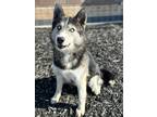 Adopt Topher a Gray/Silver/Salt & Pepper - with White Siberian Husky / Mixed dog