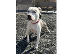 Adopt Sissy a Black - with White Pit Bull Terrier / Mixed dog in Columbus