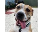 Adopt Blake a Tan/Yellow/Fawn Pit Bull Terrier / Shar Pei / Mixed dog in Hudson