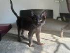 Adopt Peter a Domestic Shorthair cat in West Columbia, SC (38287324)