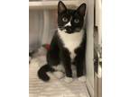 Adopt Sammi a Black & White or Tuxedo Domestic Shorthair (short coat) cat in