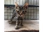 Adopt Curtis a Brown Tabby Domestic Shorthair (short coat) cat in Quincy