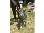 Adopt Fiona a Black Husky / Mixed Breed (Medium) / Mixed dog in Quincy