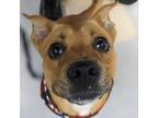 Adopt Romeo a Tan/Yellow/Fawn Mixed Breed (Medium) / Mixed dog in Warrensburg