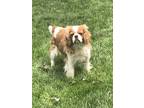 Adopt Lily a Red/Golden/Orange/Chestnut - with White Cavalier King Charles