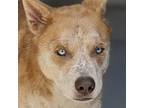 Adopt Wade a Tan/Yellow/Fawn Husky / Mixed dog in Long Beach, CA (38436384)
