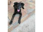 Adopt Arthur a Brindle Labrador Retriever / Hound (Unknown Type) dog in