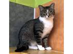 Adopt Grassy Knoll a Brown or Chocolate Domestic Shorthair / Mixed cat in