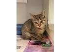 Adopt Kate 764-23 a Brown or Chocolate Domestic Shorthair / Domestic Shorthair /