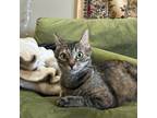 Adopt Lyra a Brown or Chocolate Domestic Shorthair / Mixed cat in Austin