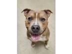 Adopt Loaf a Tan/Yellow/Fawn Mixed Breed (Large) / Mixed dog in Hamilton