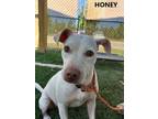 Adopt Honey a Tan/Yellow/Fawn Labrador Retriever / Mixed dog in Washington