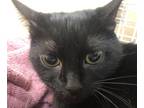 Adopt Tin a Domestic Shorthair / Mixed cat in Spokane Valley, WA (38448176)