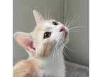 Adopt Moe a Orange or Red Domestic Shorthair / Mixed cat in Brighton