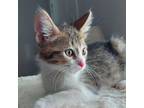 Adopt D.W. a Tan or Fawn Domestic Shorthair / Mixed cat in Brighton