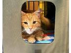 Adopt Crickett a Domestic Short Hair