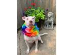 Adopt Ivy a White American Staffordshire Terrier / Mixed dog in Homewood