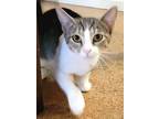 Adopt Olive Oil a Brown or Chocolate Domestic Shorthair / Domestic Shorthair /