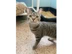 Adopt Sweep a Brown or Chocolate Domestic Shorthair / Domestic Shorthair / Mixed