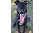 Adopt Sprocket a Black Labrador Retriever / Mixed dog in Gulfport, MS (37665254)