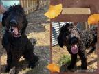 Adopt Cash a Black Goldendoodle / Mixed dog in Joplin, MO (38342728)