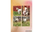 Adopt Kave a White - with Red, Golden, Orange or Chestnut Shepherd (Unknown